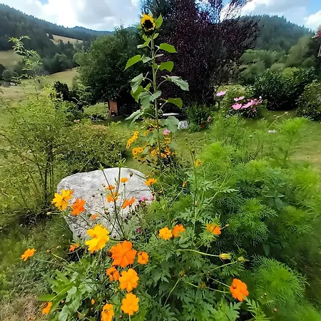 Aufbluehen In Menzenschwand