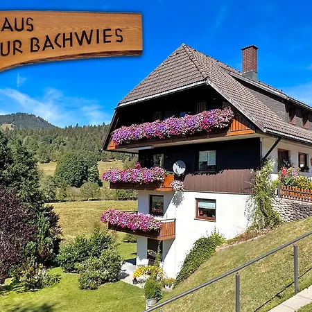 Aufbluehen In Menzenschwand St. Blasien